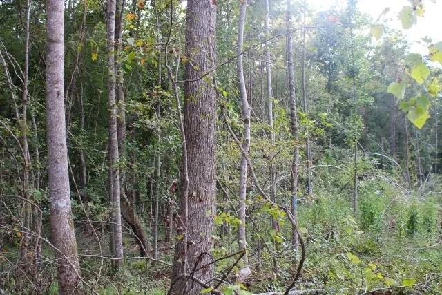 01057Hb0016_05.JPG