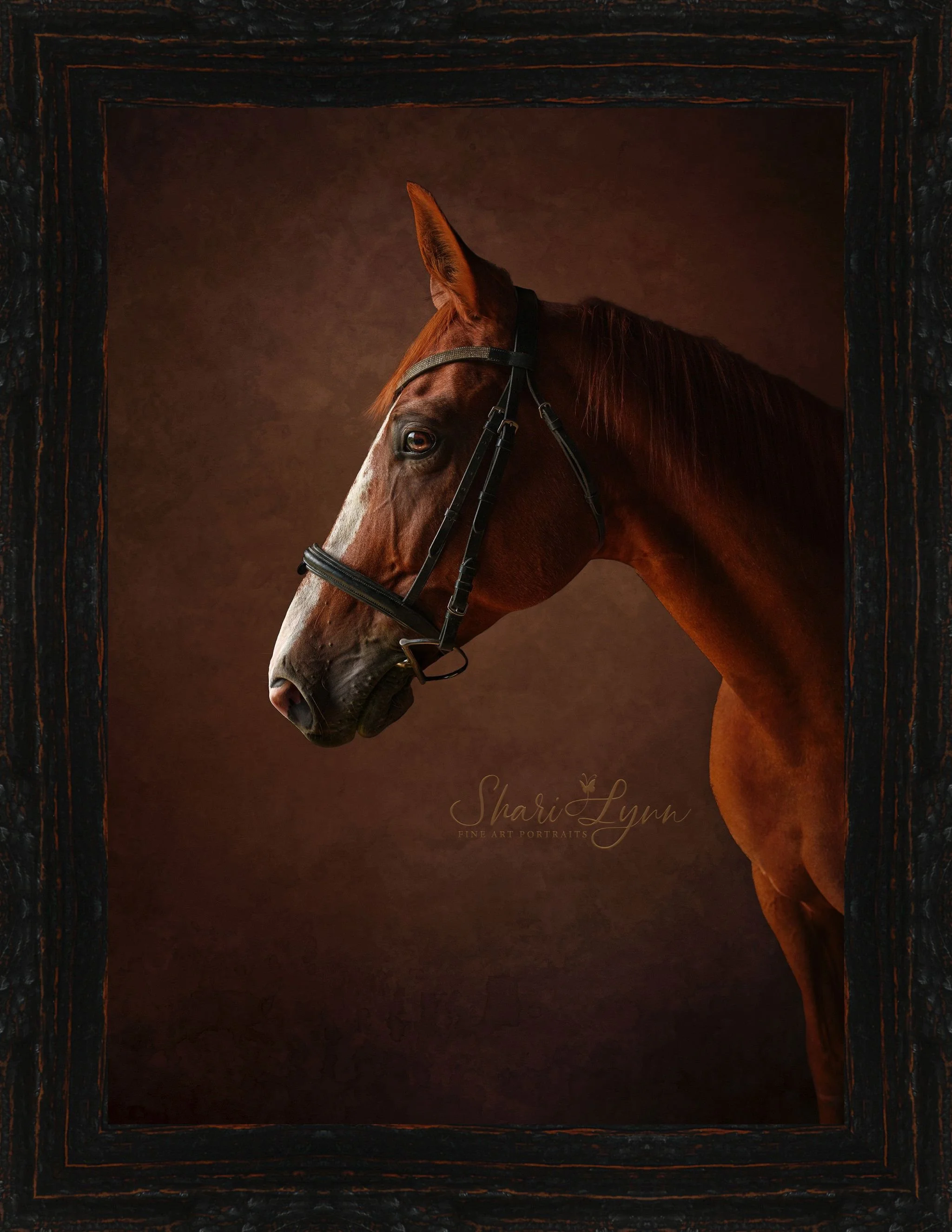 Thoroughbred Formal Portrait Washington PaRG.jpg