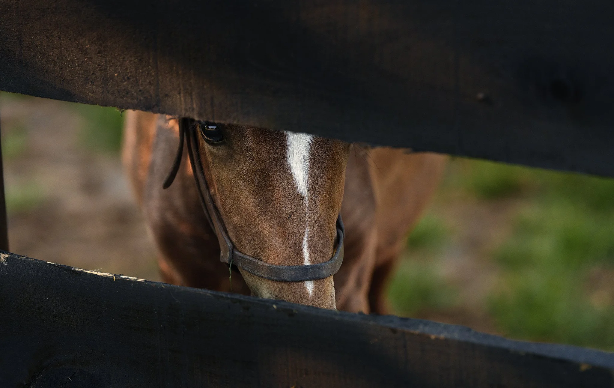 Maple Swamp Farm Horses-08795 WEB E.jpg