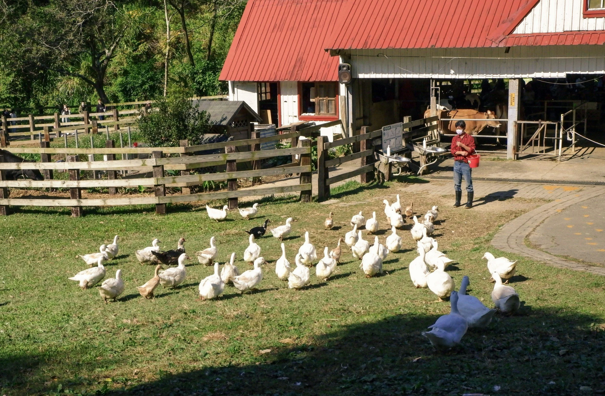 Second Chances for Rescued Animals