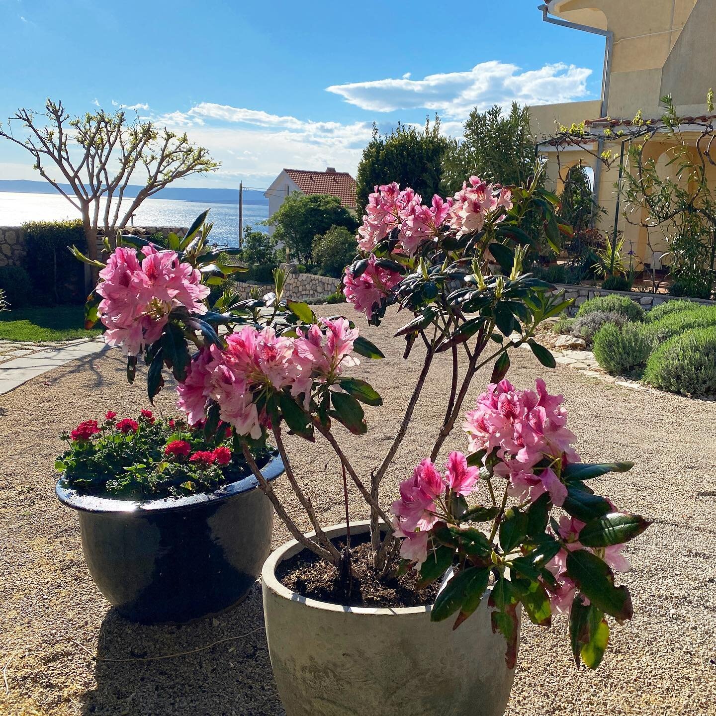 Spring colors. 🥰 The garden is blooming with spring flowers. How beautiful is that?