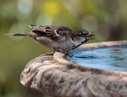 Worry Like the Sparrow