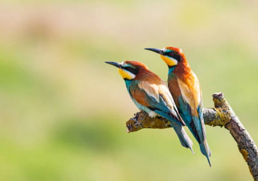 Wooing in the Wilderness