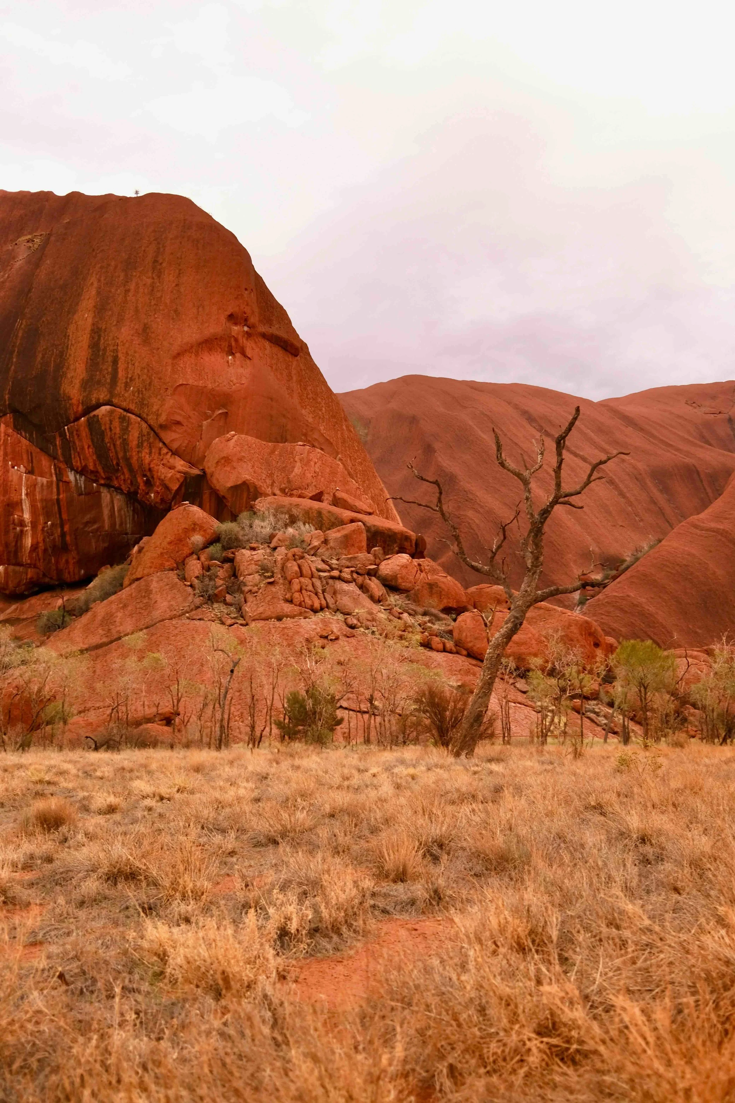 Photo of Uluru (a massive red rock) in the desert, surrounded by trees and grassy fields.