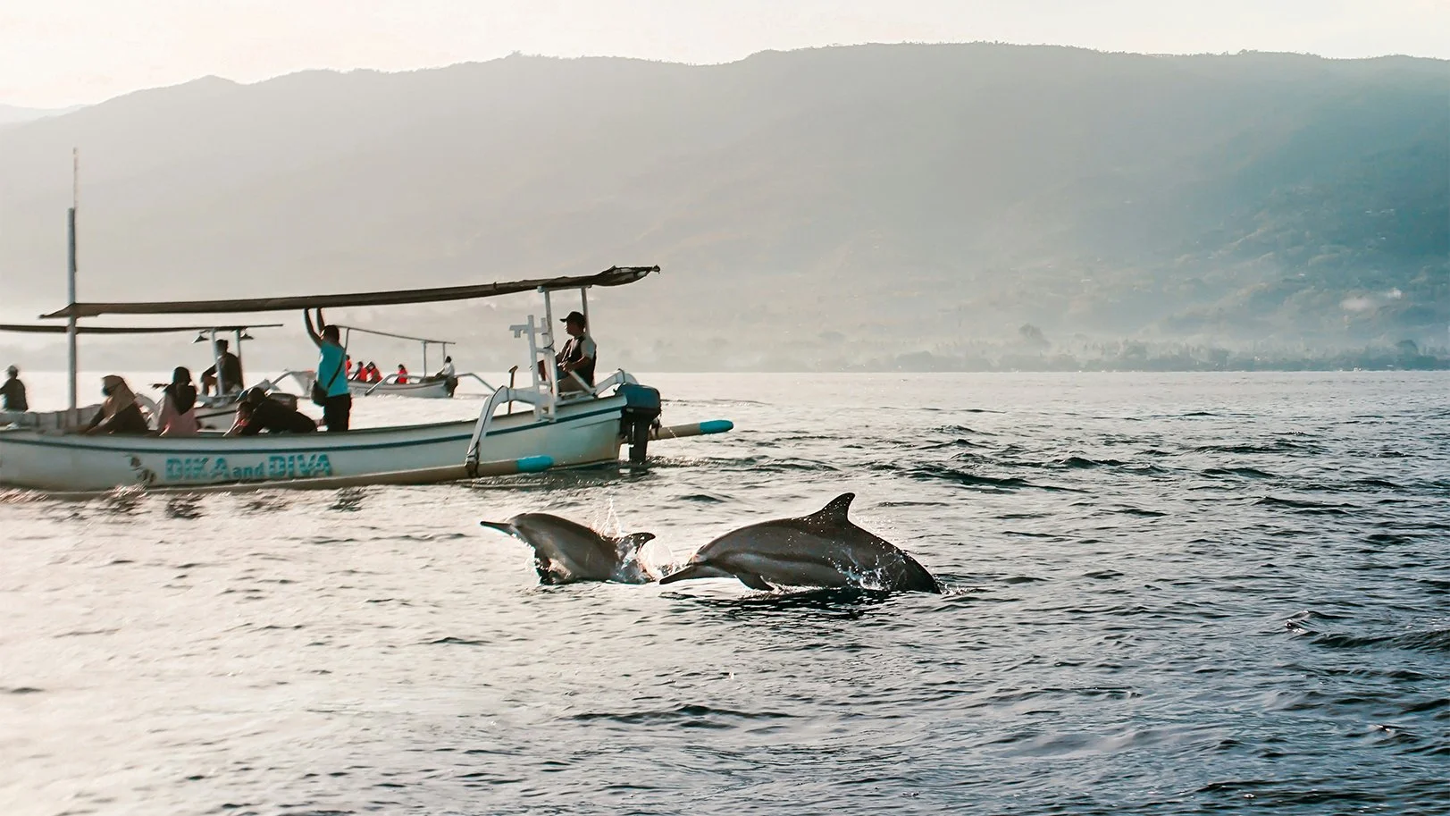 Watch dolphins in north Bali