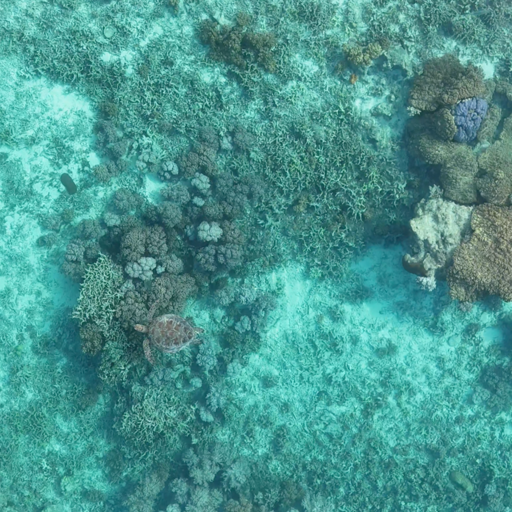 Drone footage of a turtle swimming in the reefs of Vanuatu aore island near Santo