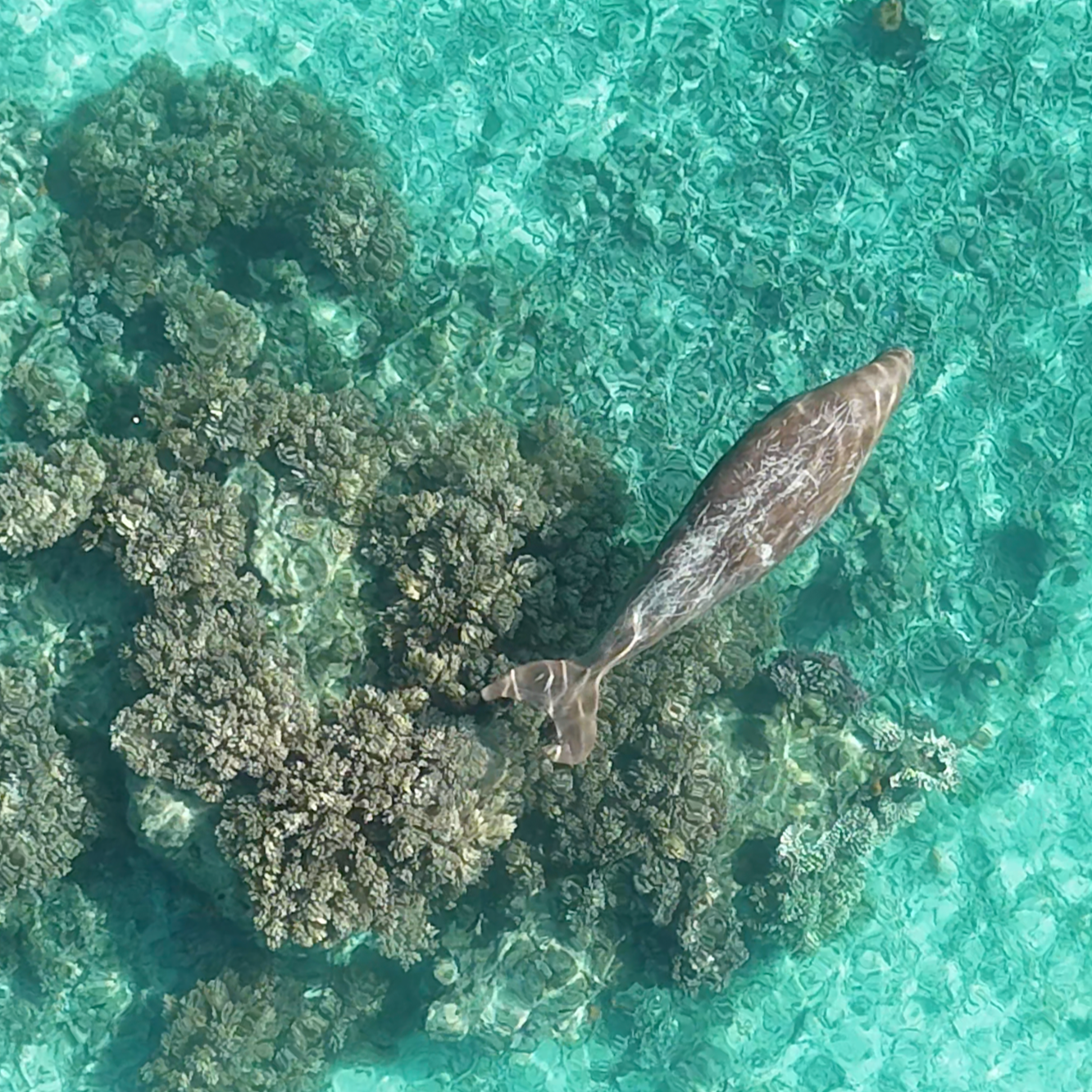 Dugong on the reef in the bay of Aore Island Vanuatu