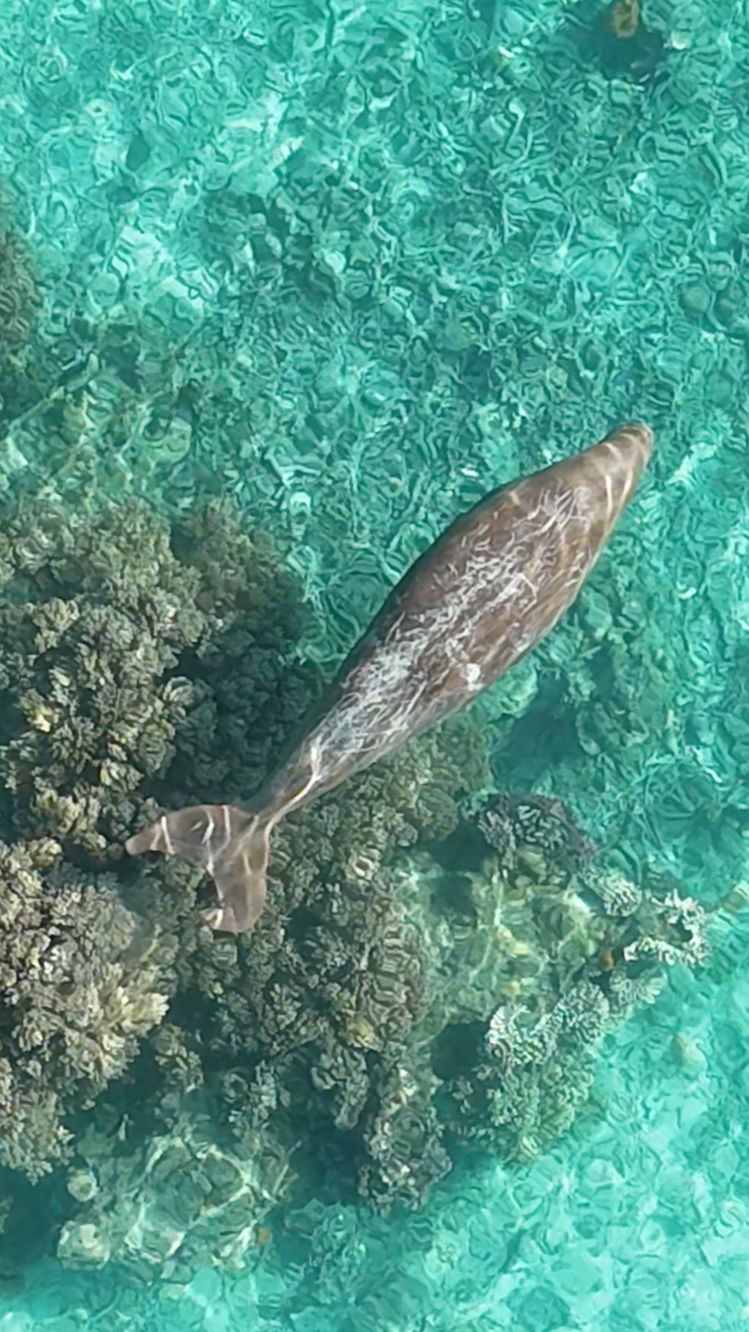 Dugong in the bay at Aore Island Vanuatu