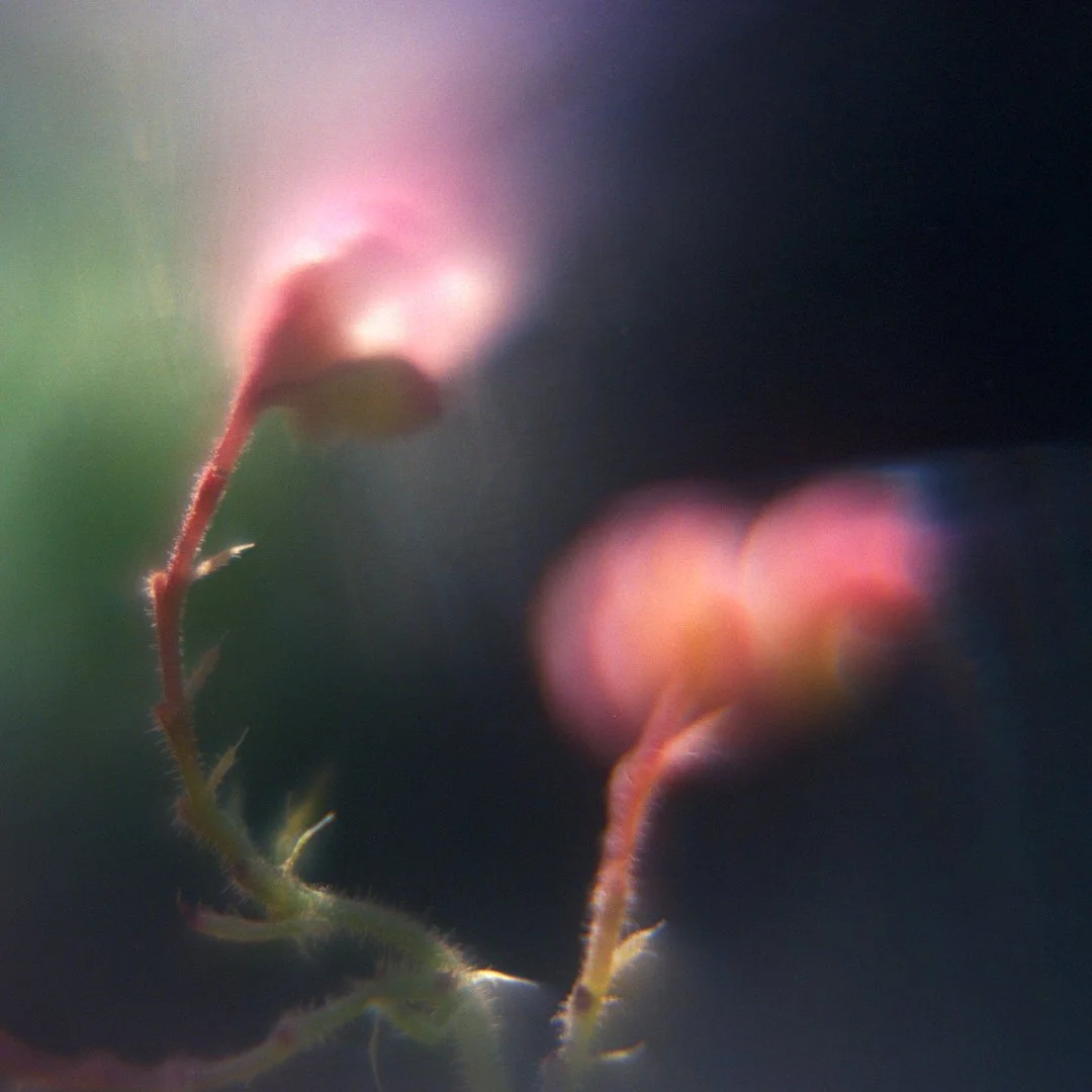 blomster_1_1.jpg