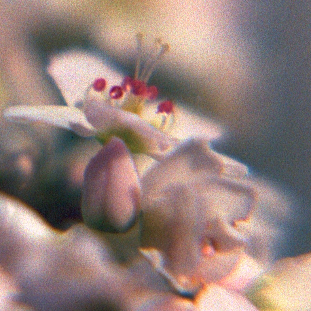 blomster_4-Edit-2.jpg