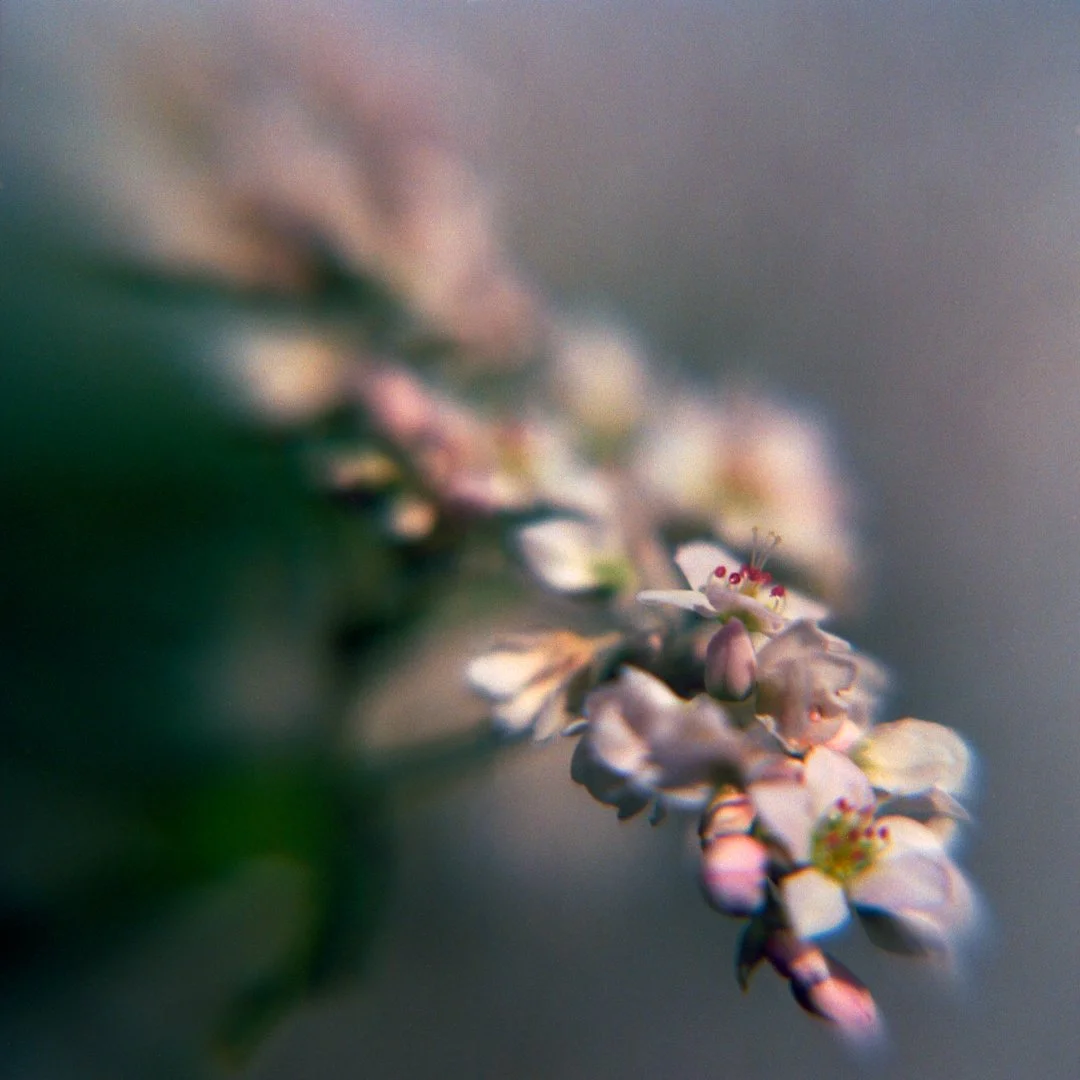 blomster_4_1.jpg