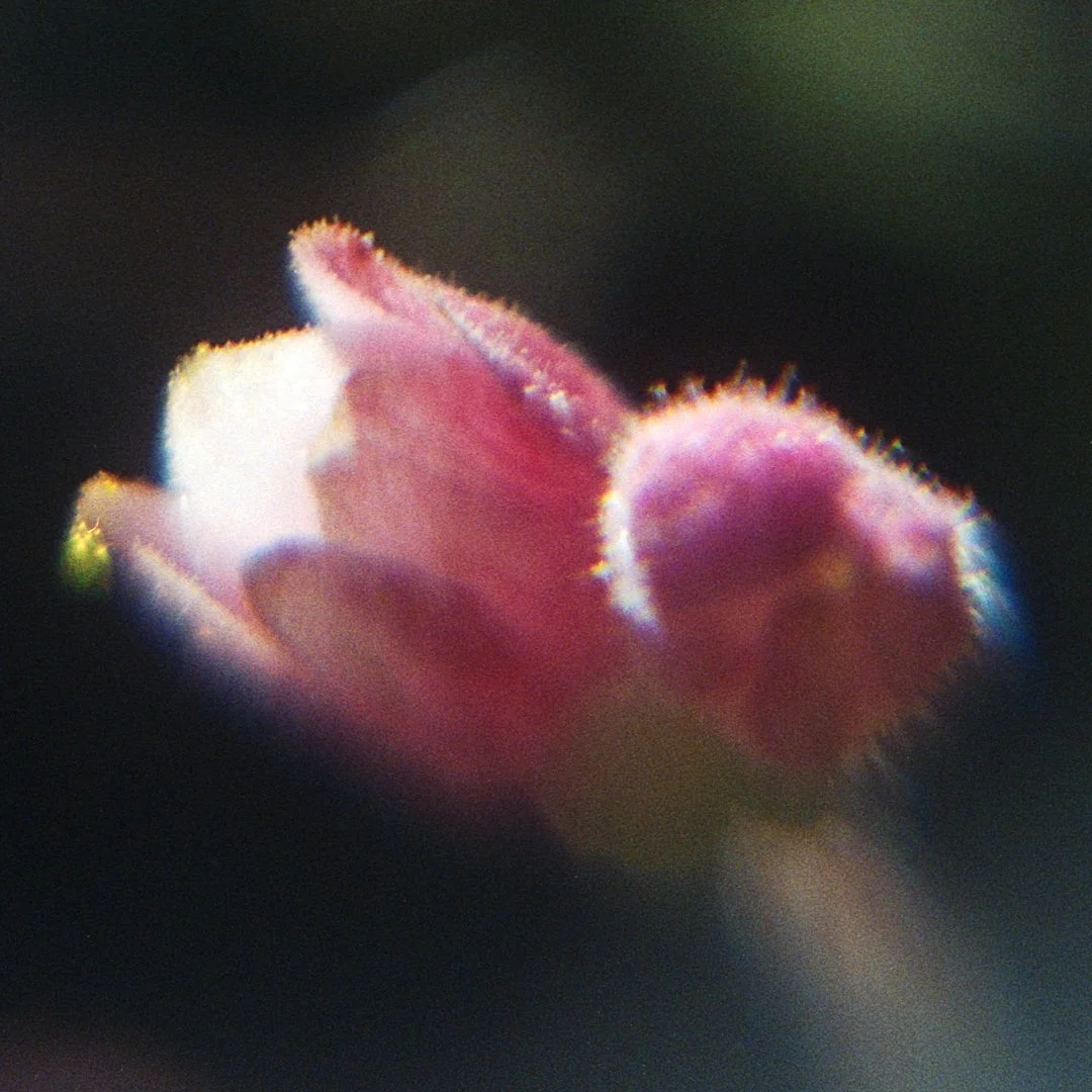 blomster_8-Edit.jpg