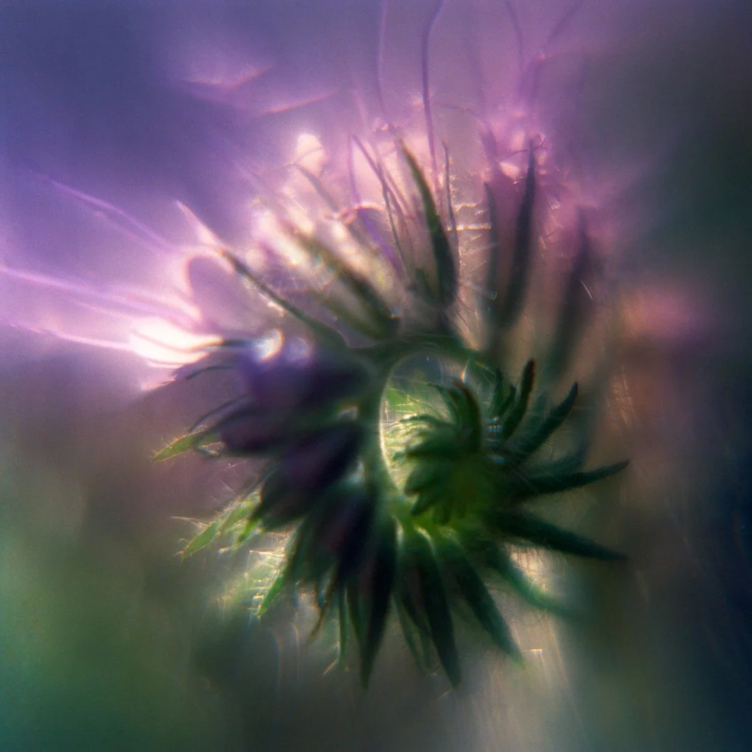blomster_2_1.jpg