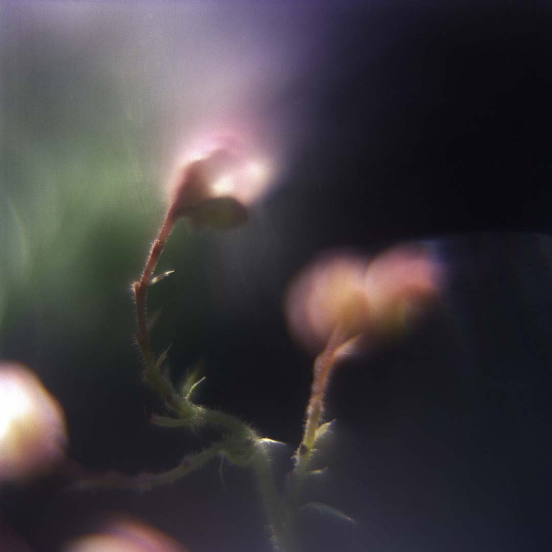 blomster_1_1.jpg