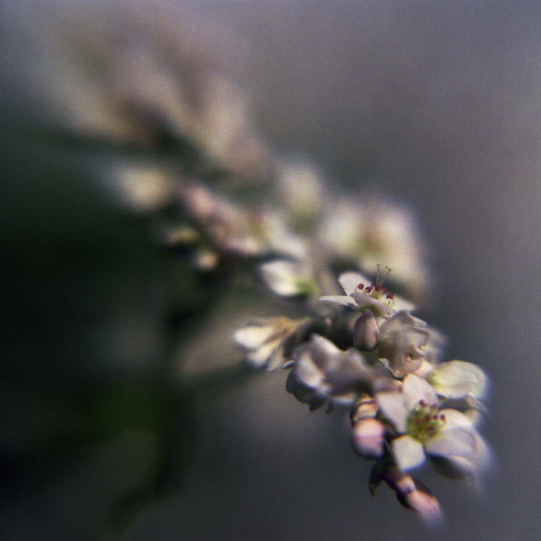 blomster_4_1.jpg