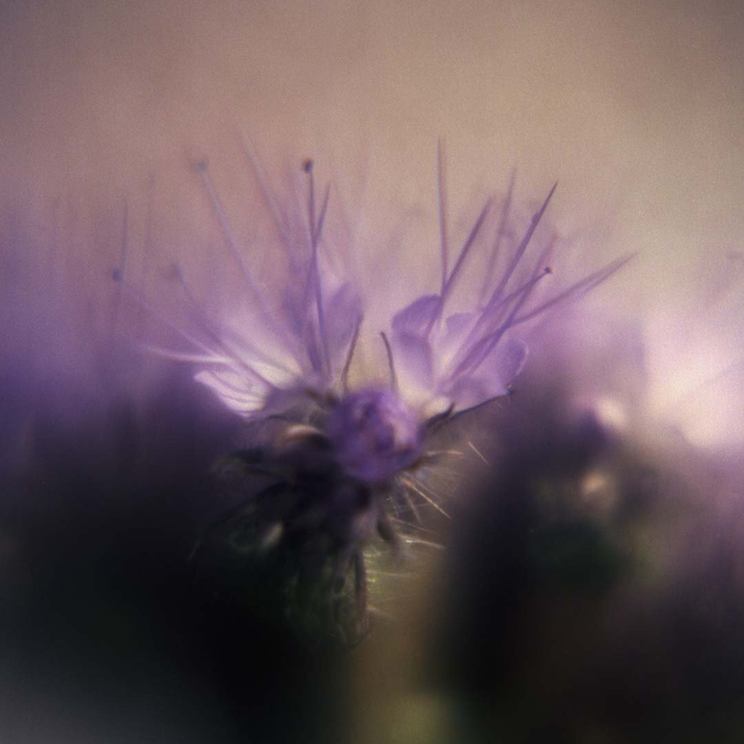 blomster_5_1.jpg