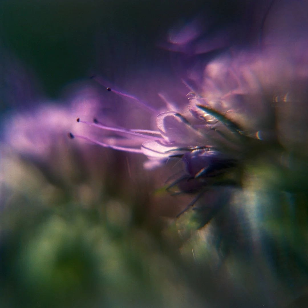 blomster_3_1.jpg