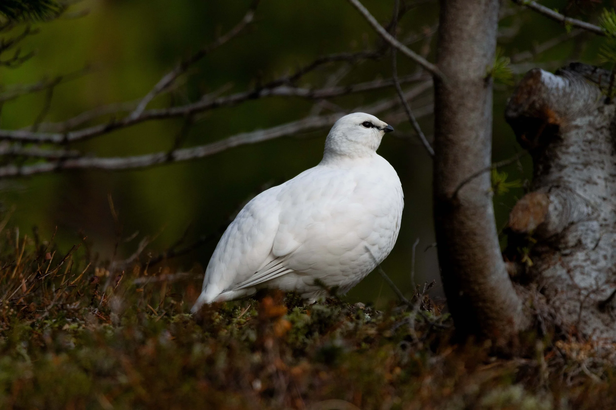 Ptarmigan shot 1.jpg