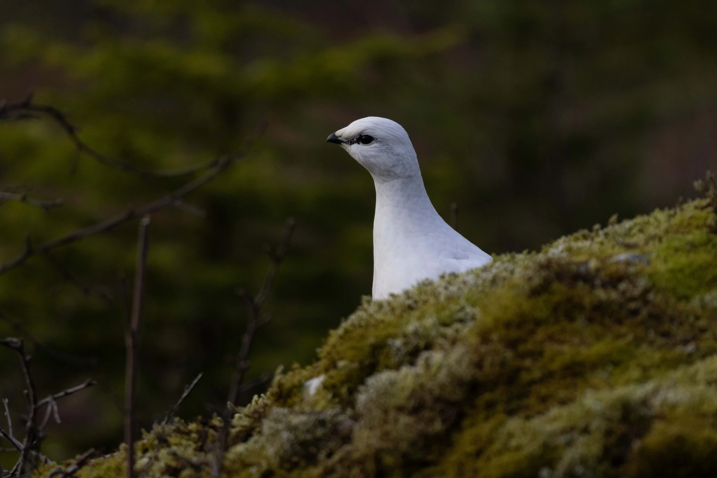 Ptarmigan shot 3.jpg
