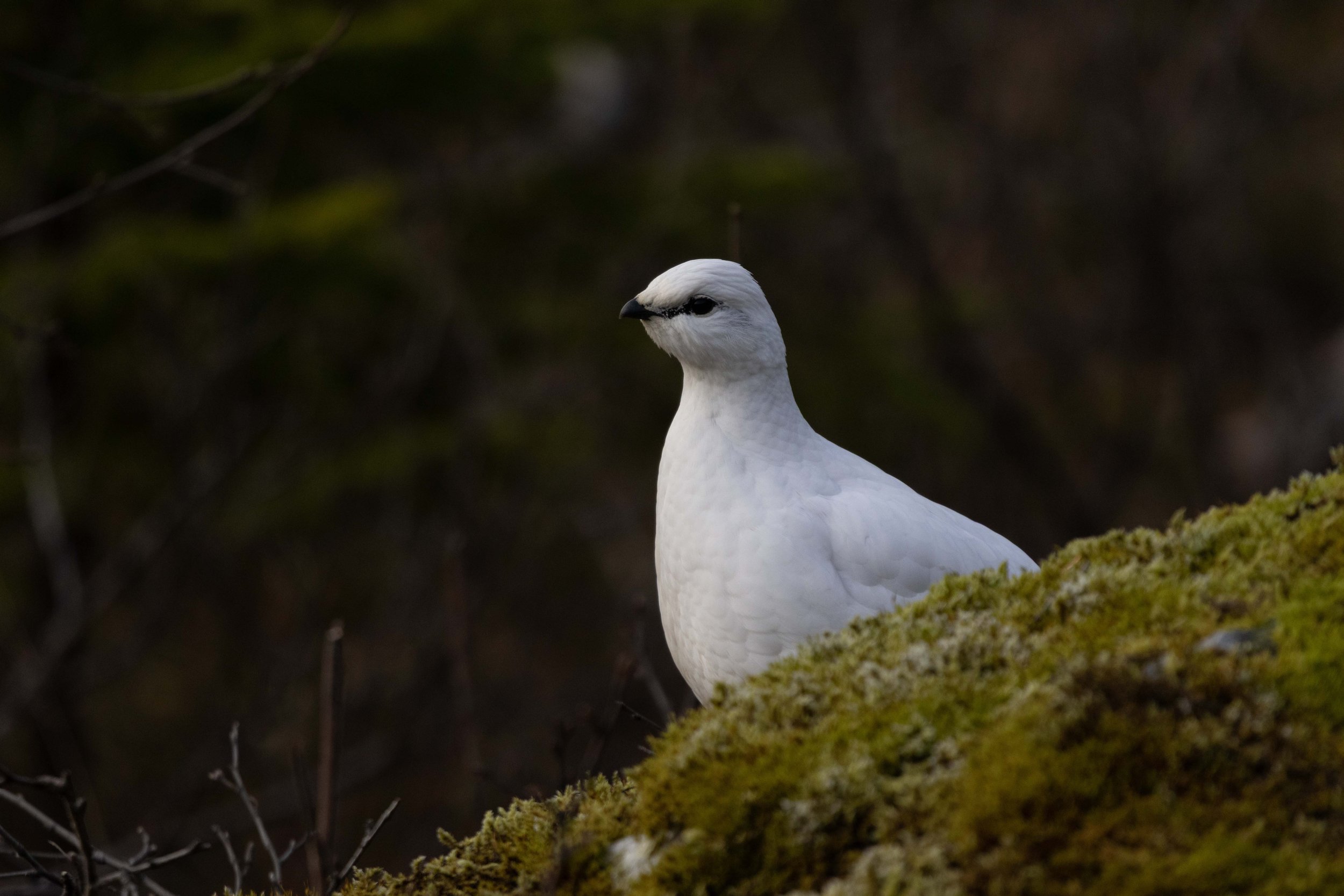 Ptarmigan shot 4.jpg
