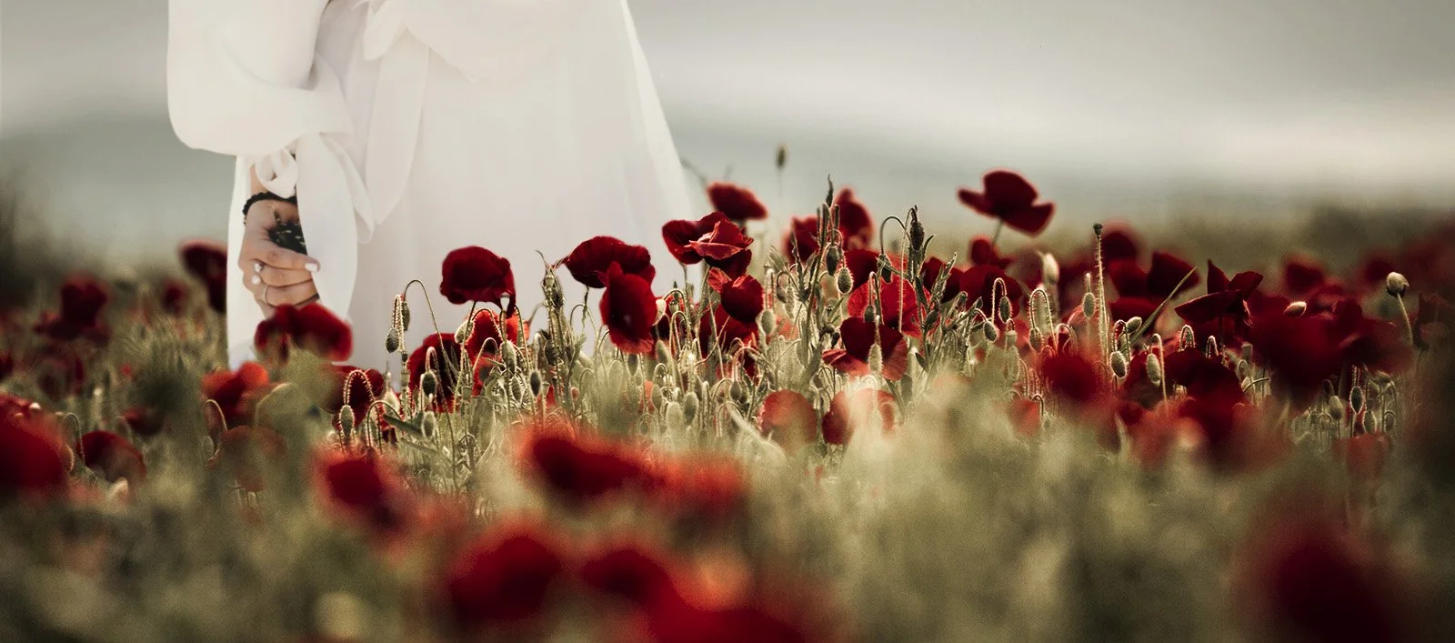 red poppies in a field with a woman strolling through them