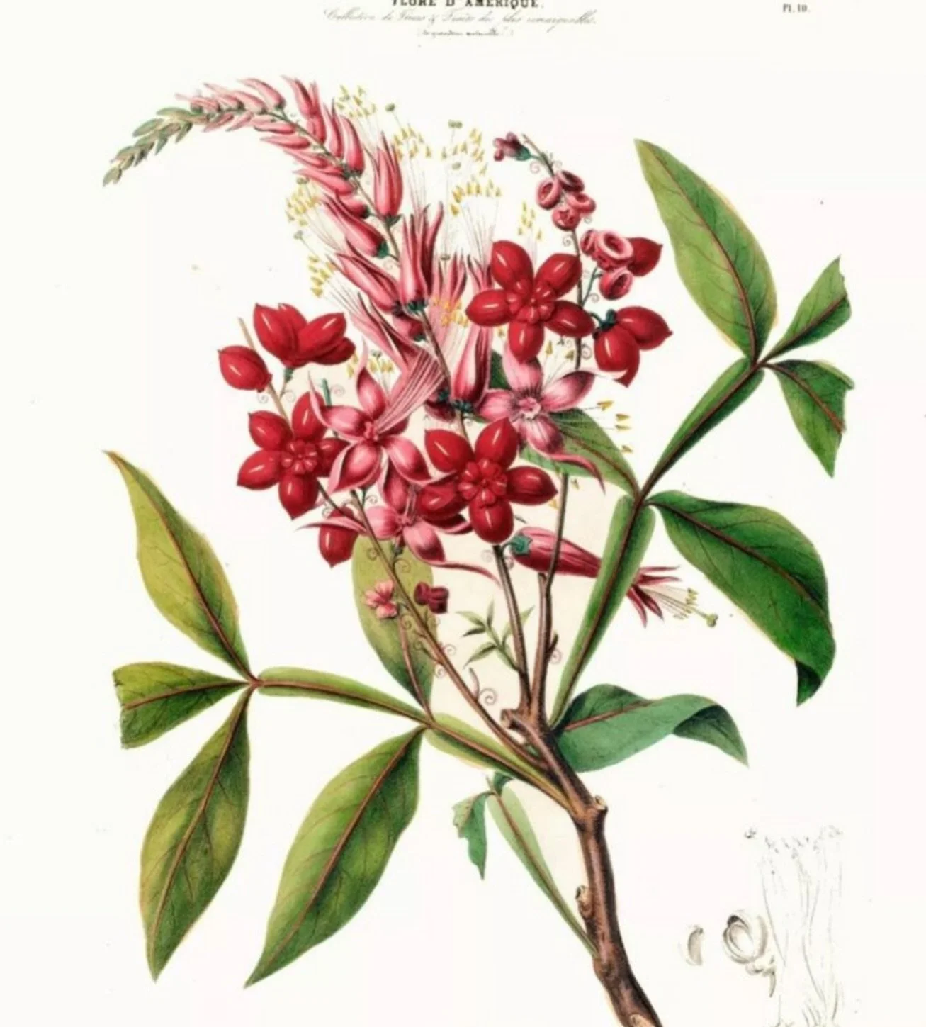 Vintage flash from @naturalhistory_tattoo 
.
Lou will be taking new bookings from February- email her at louhopperart@gmail.com for enquiries. 
.
#brighton #brightontattoo #brightontattooartists #vintageillustration