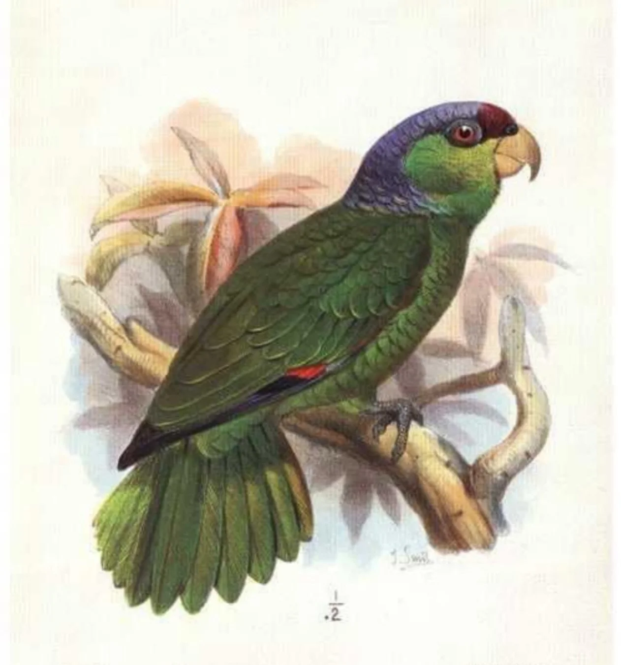 Vintage flash from @naturalhistory_tattoo 
.
Lou will be taking new bookings from February- contact her directly at louhopperart@gmail.com 
.
#brighton #brightontattoo #brightontattooartists