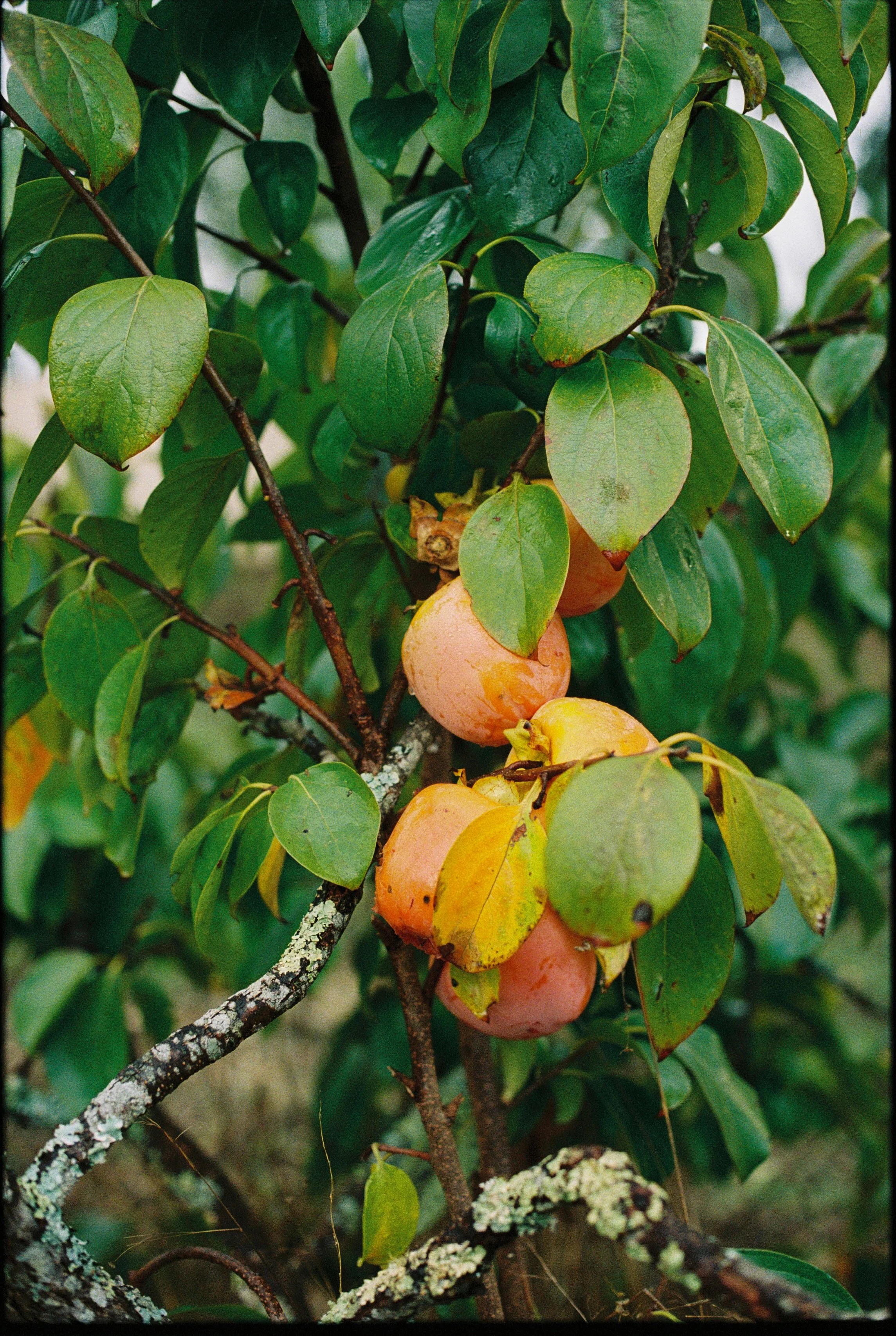 Nastya Dolzhenytsia-54.jpg