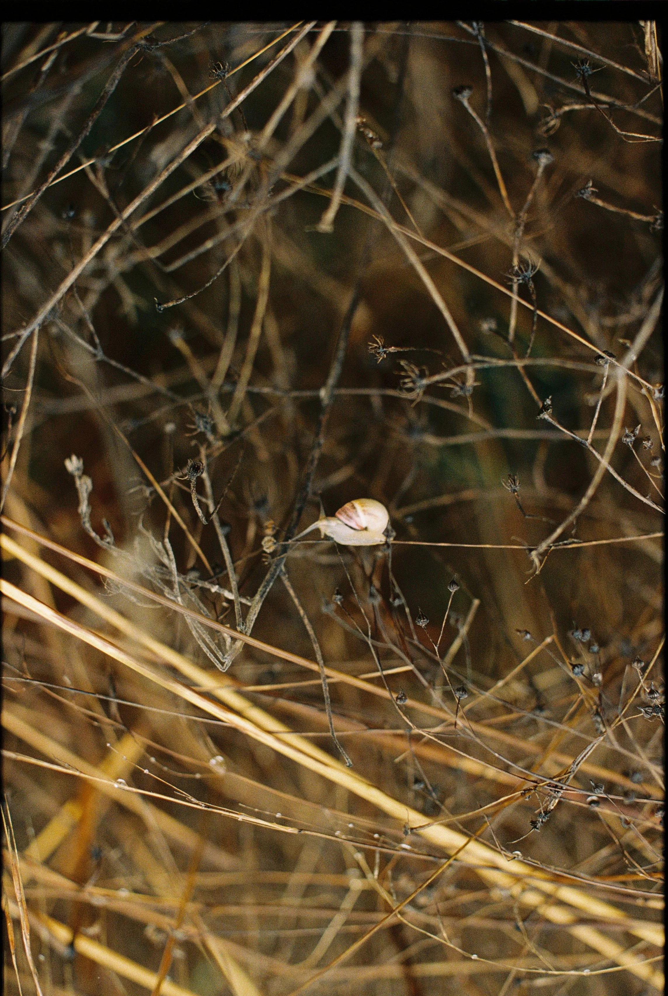 Nastya Dolzhenytsia-53.jpg