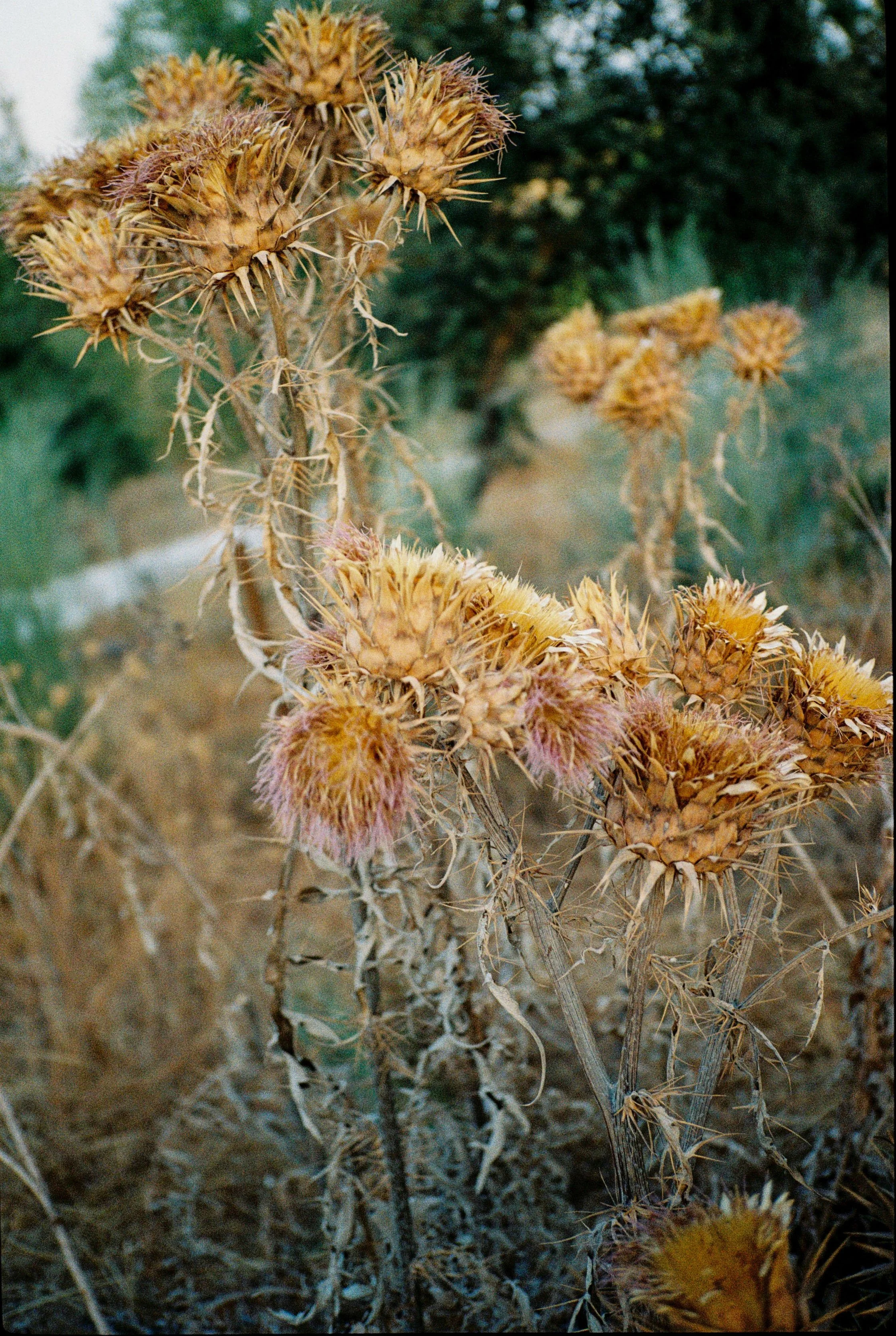 Nastia Dolzhenytsia-17.jpg