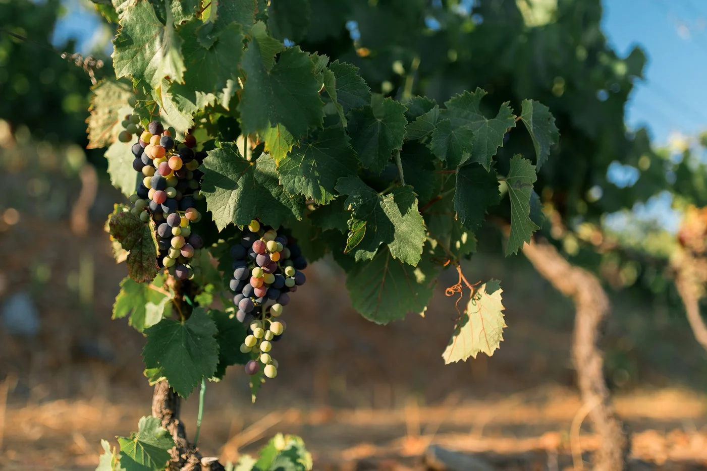 Douro_Julho_web45.jpg