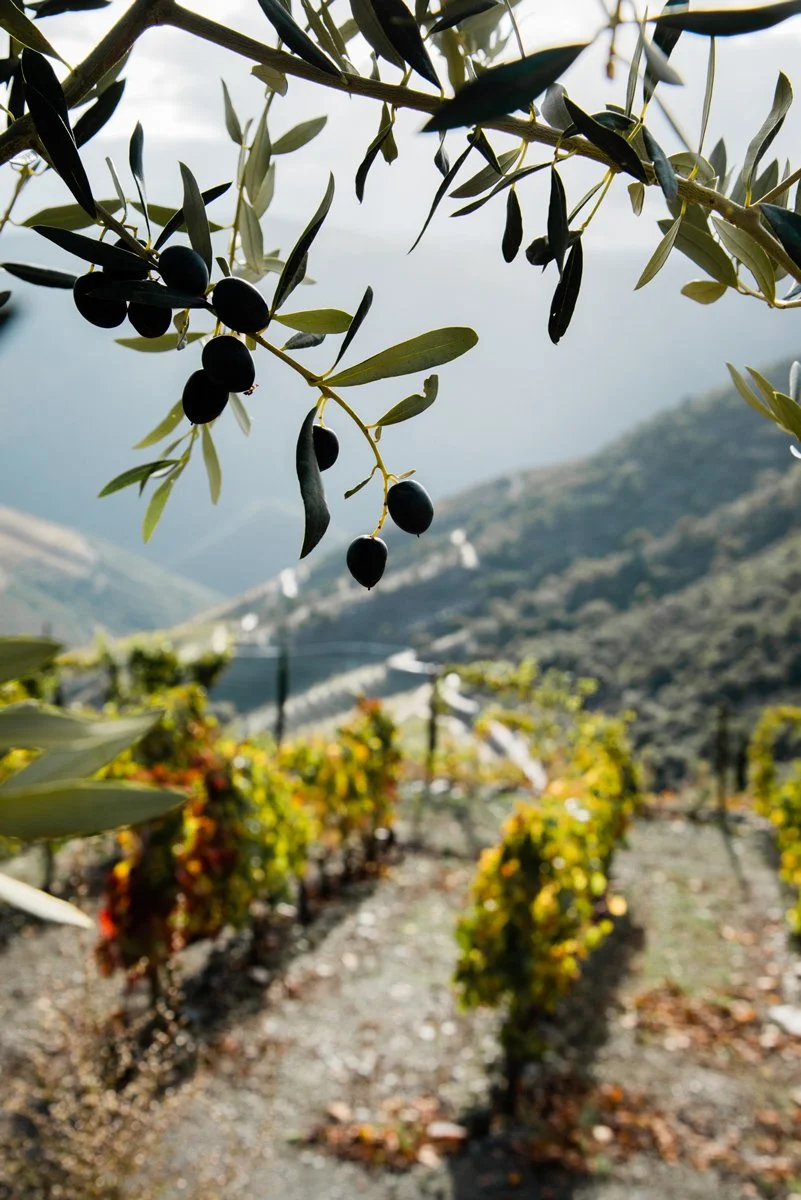 Douro_Outono_web-38.jpg