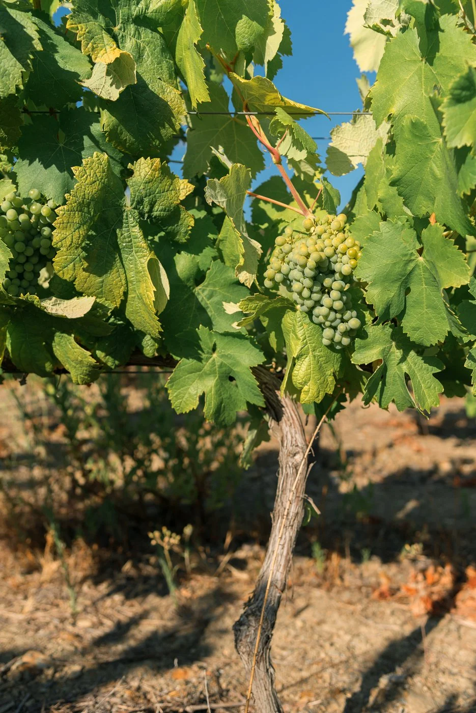 Douro_Julho_web18.jpg