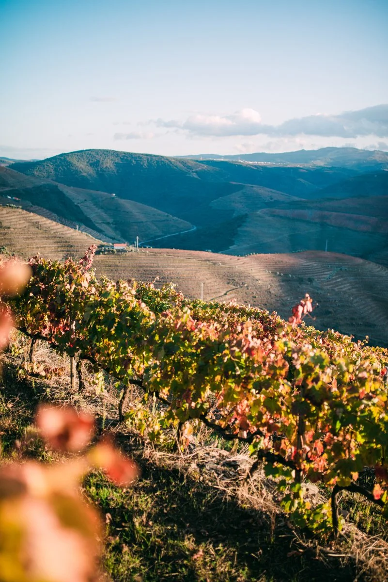 Douro_Outono_web-76.jpg