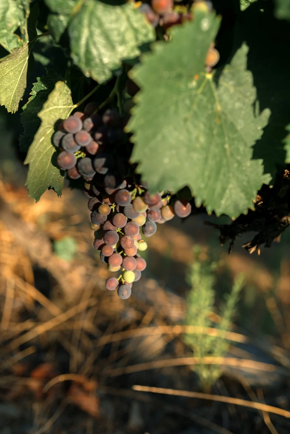 Douro_Julho_web62.jpg