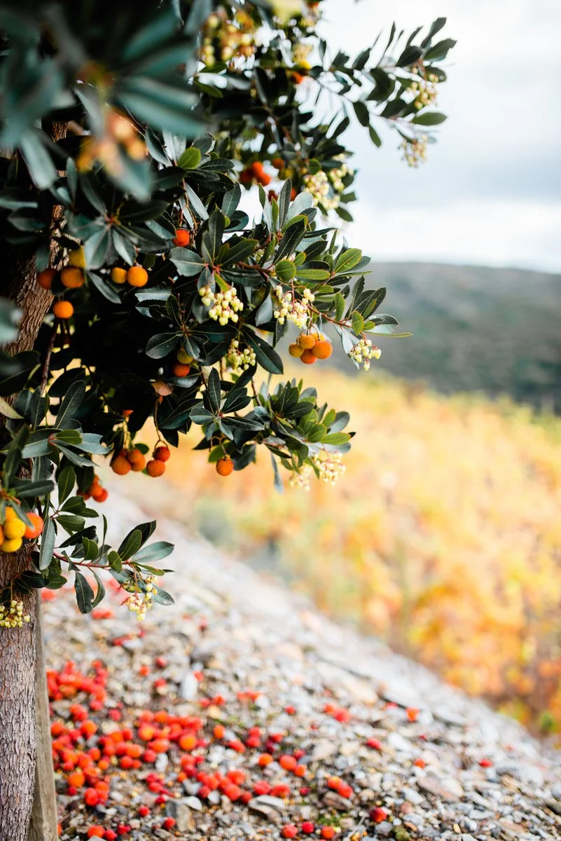 Douro_Outono_web-33.jpg