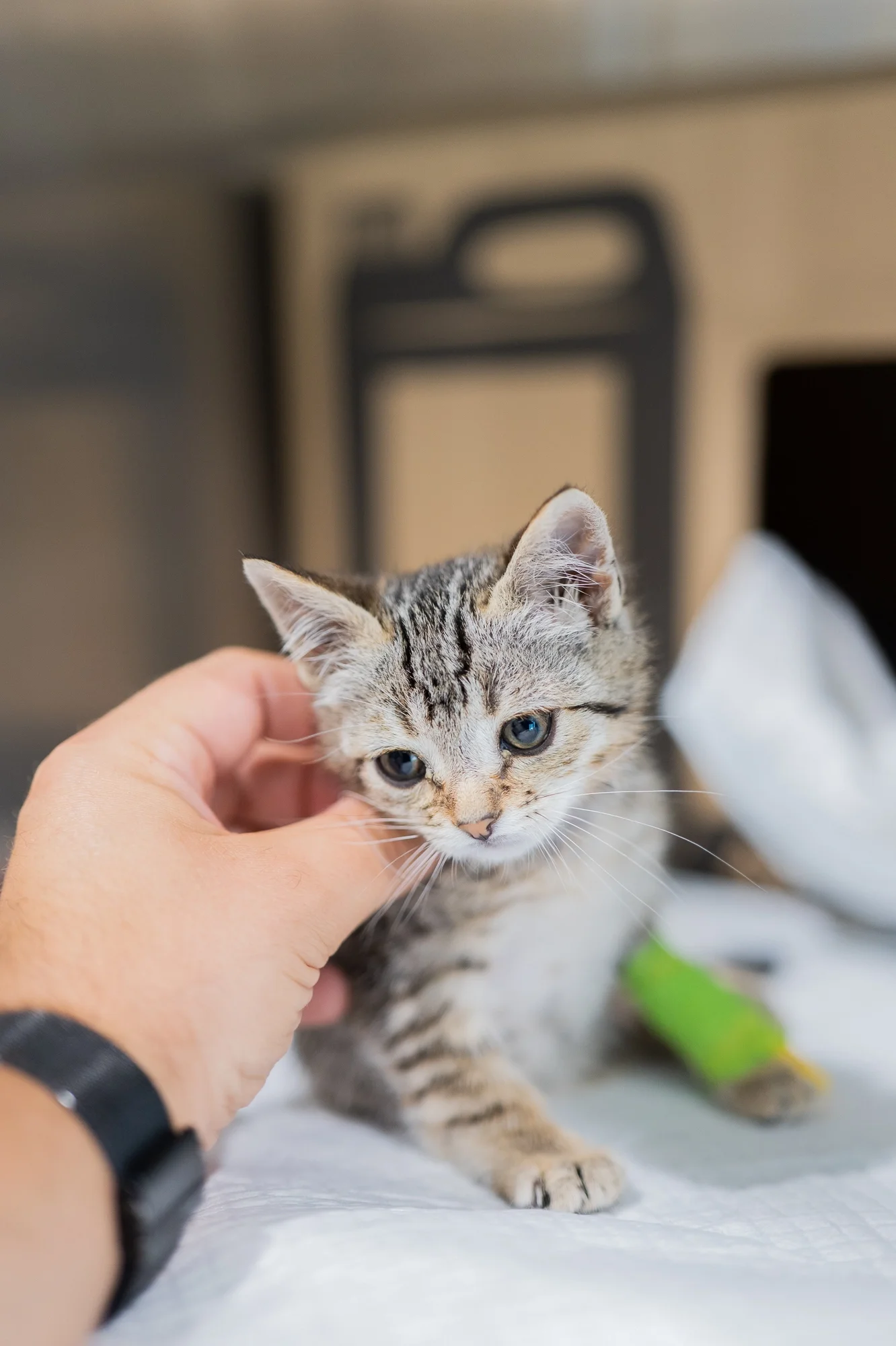 APT_Hospvet-6.webp