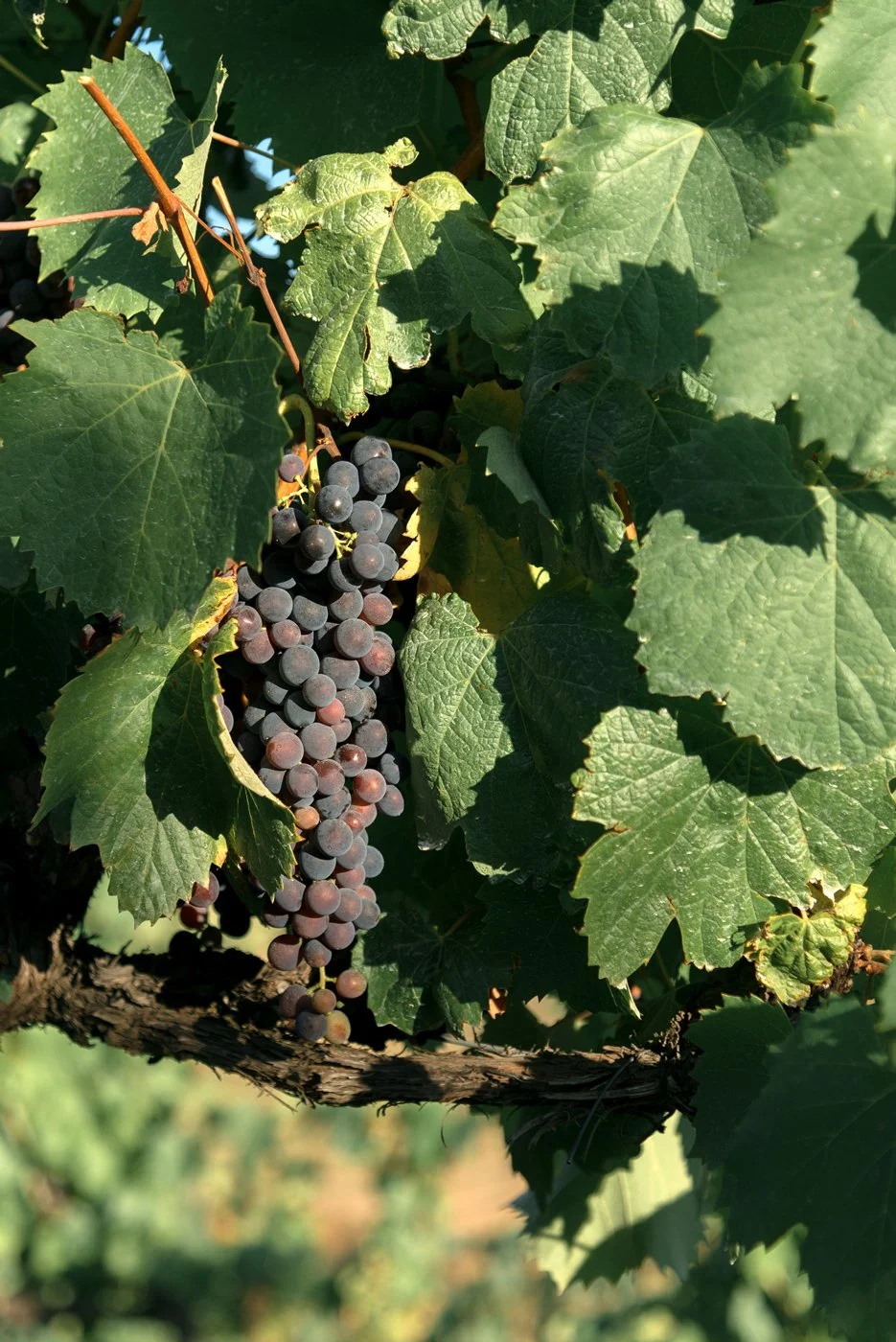 Douro_Julho_web36.jpg