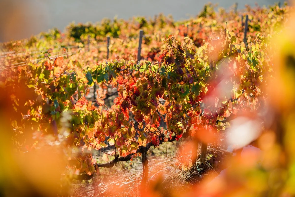 Douro_Outono_web-68.jpg
