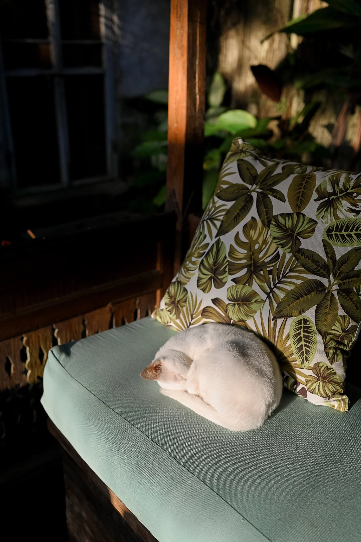 White cat sleeping on a chair