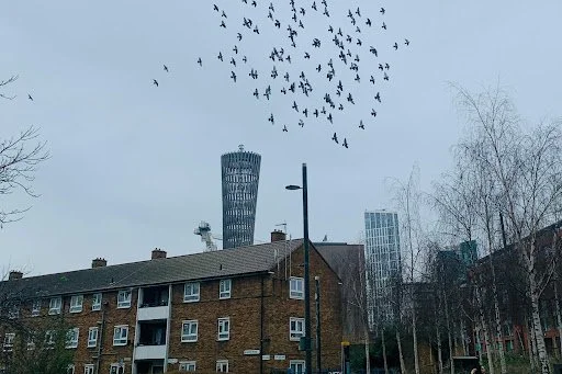 Noise pollution is affecting birds’ reproduction, stress levels, and more