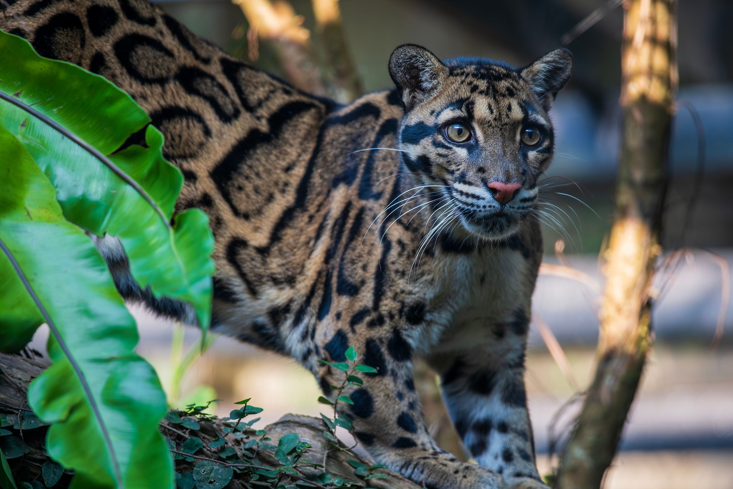 Nashville Zoo becomes center of data center debate
