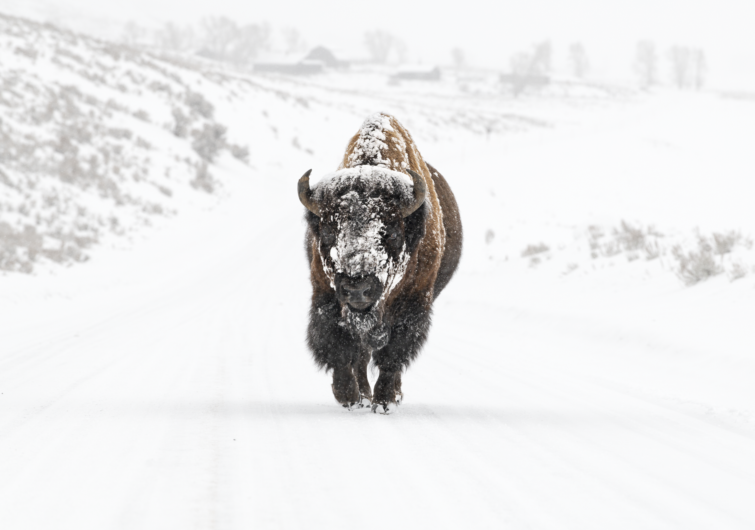 Bison Splash 3K CTR.png