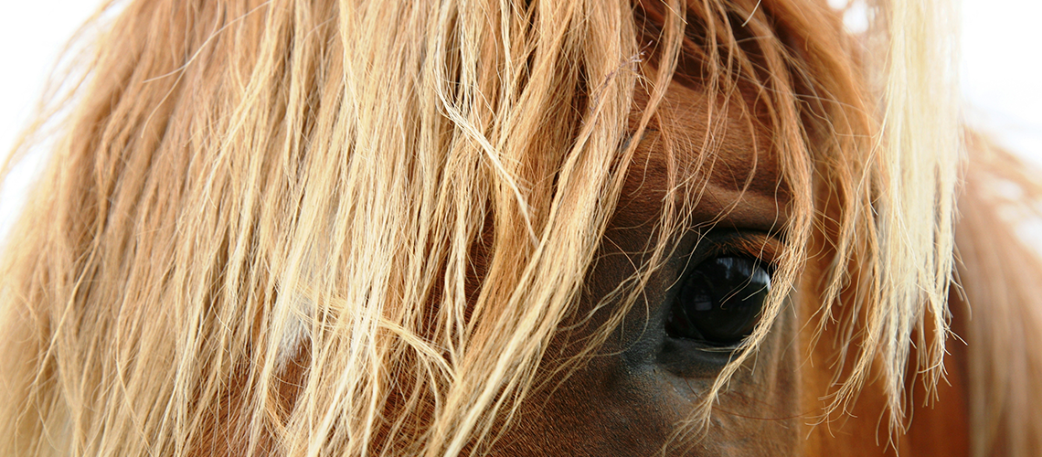 Equine Therapy Benefits Humans - bevin carter