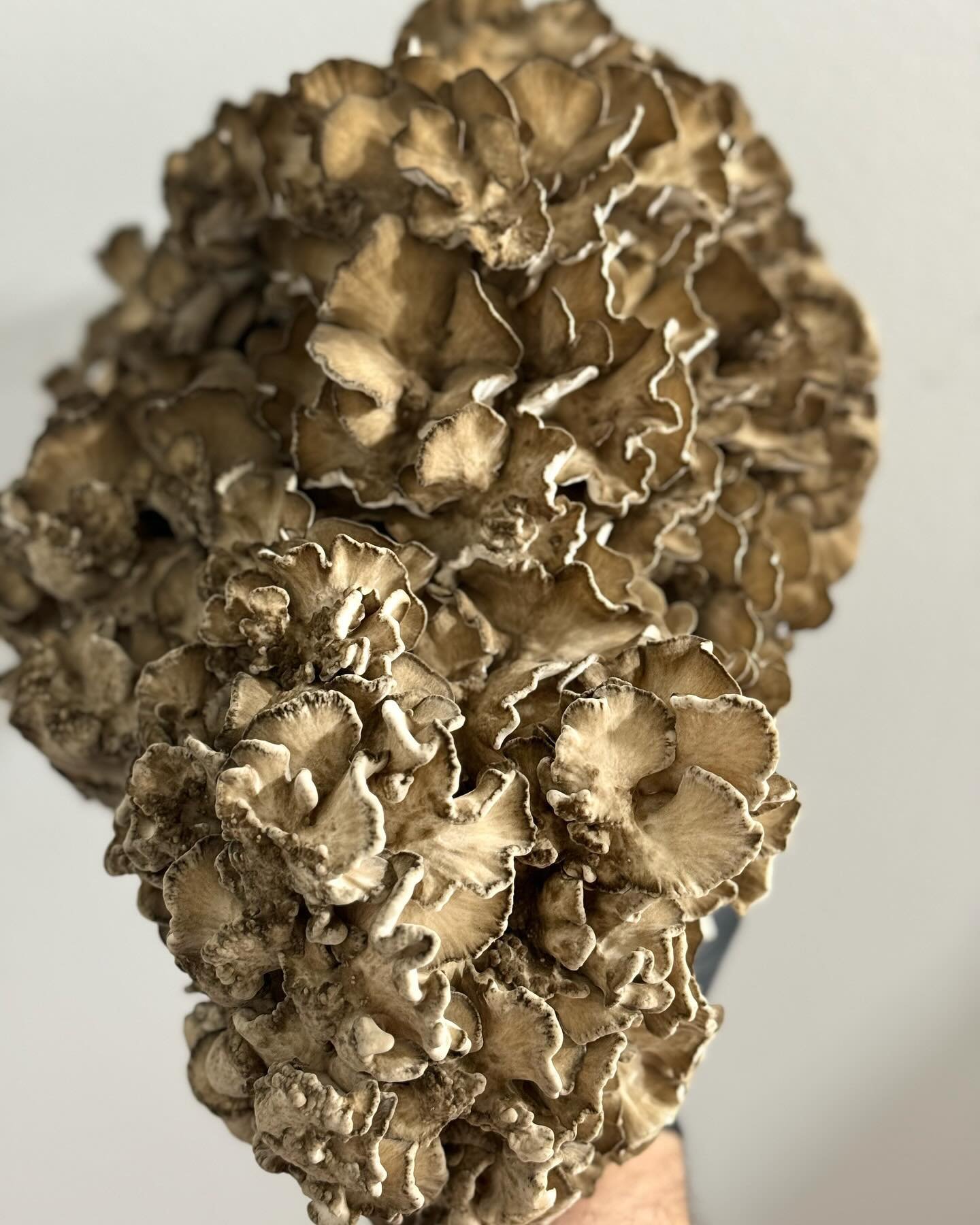 Maitake..Third times a charm
