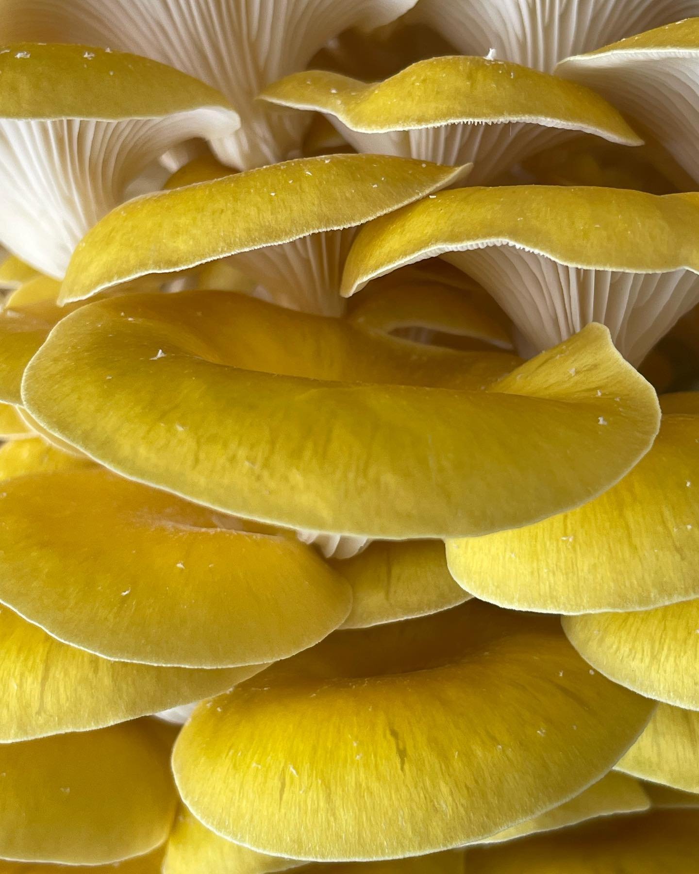 Finally growing some golden oysters.