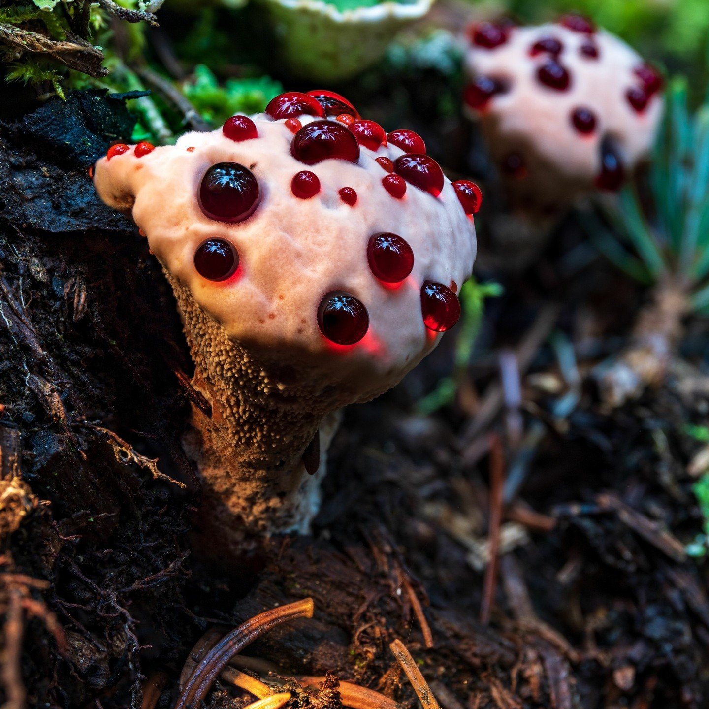 Weird Mushroom Wednesday
 **Appearance:** The Devil's Tooth Fungus is a type of bracket fungus that resembles a pair of teeth or tusks. It has a distinctive shape, with two long, curved projections that resemble teeth or horns, typically 1-3 cm (0.4-