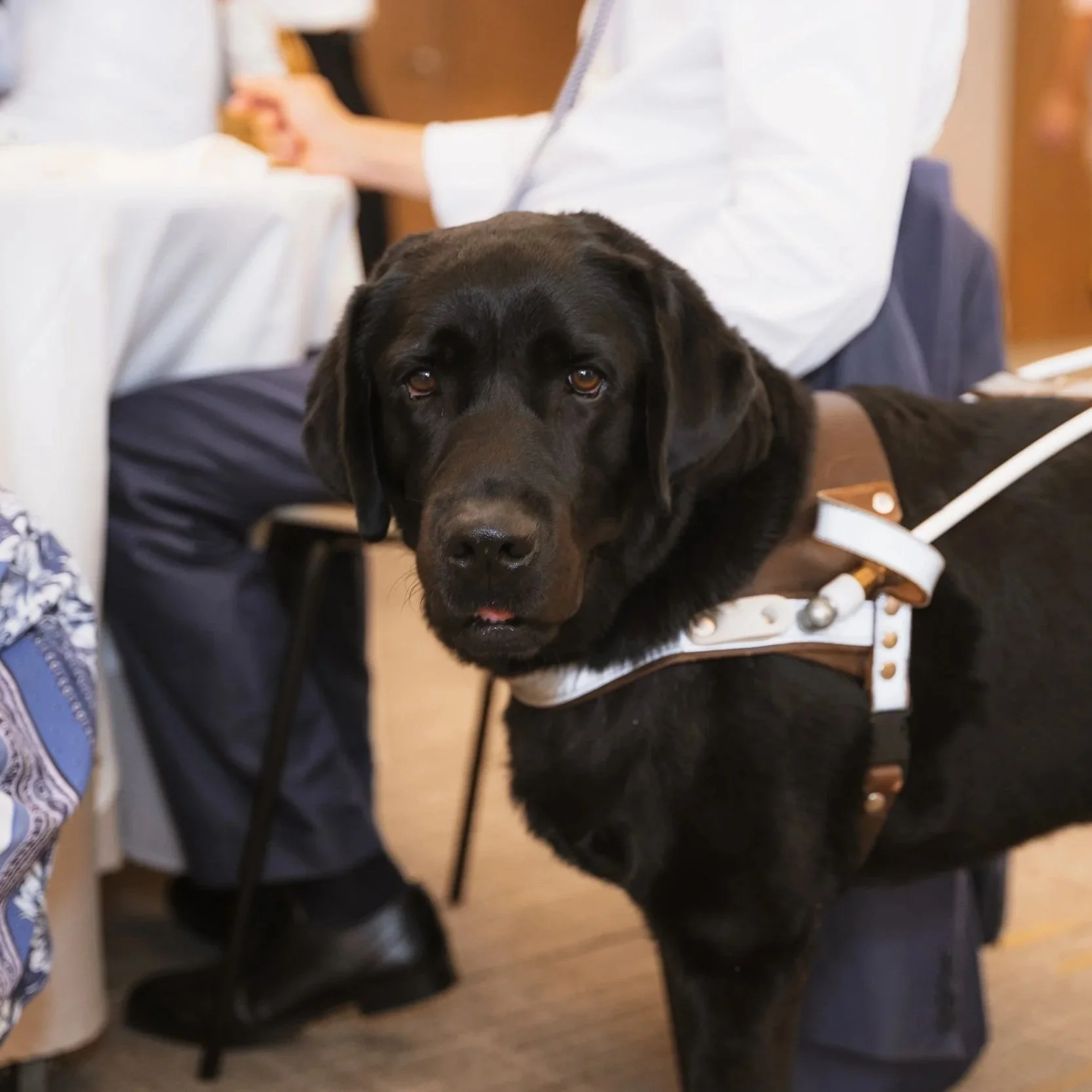 Black service dog wearing a harness standing beside a handler in a public indoor setting.