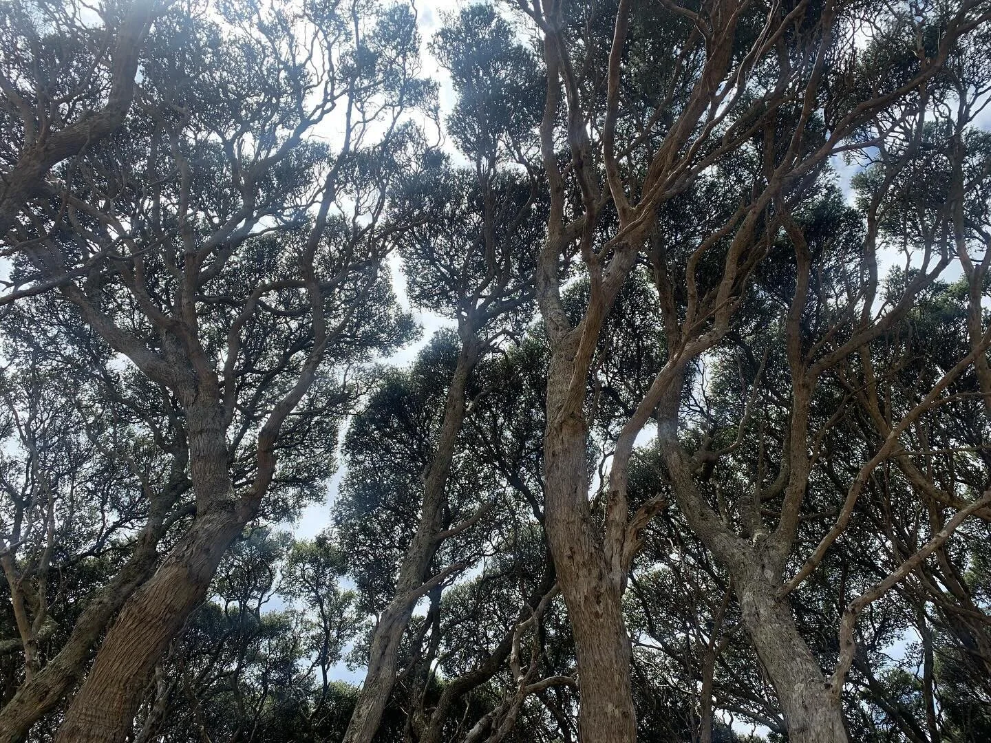 Explored the Moonah trees beside the Anglesea River last week. Look at the beautiful patterns created by the branches and leaves&hellip; they remind me of sand bars and rippling tides.  #timeforme #natureinspiration #natureconnects #mindfulmidlife #i