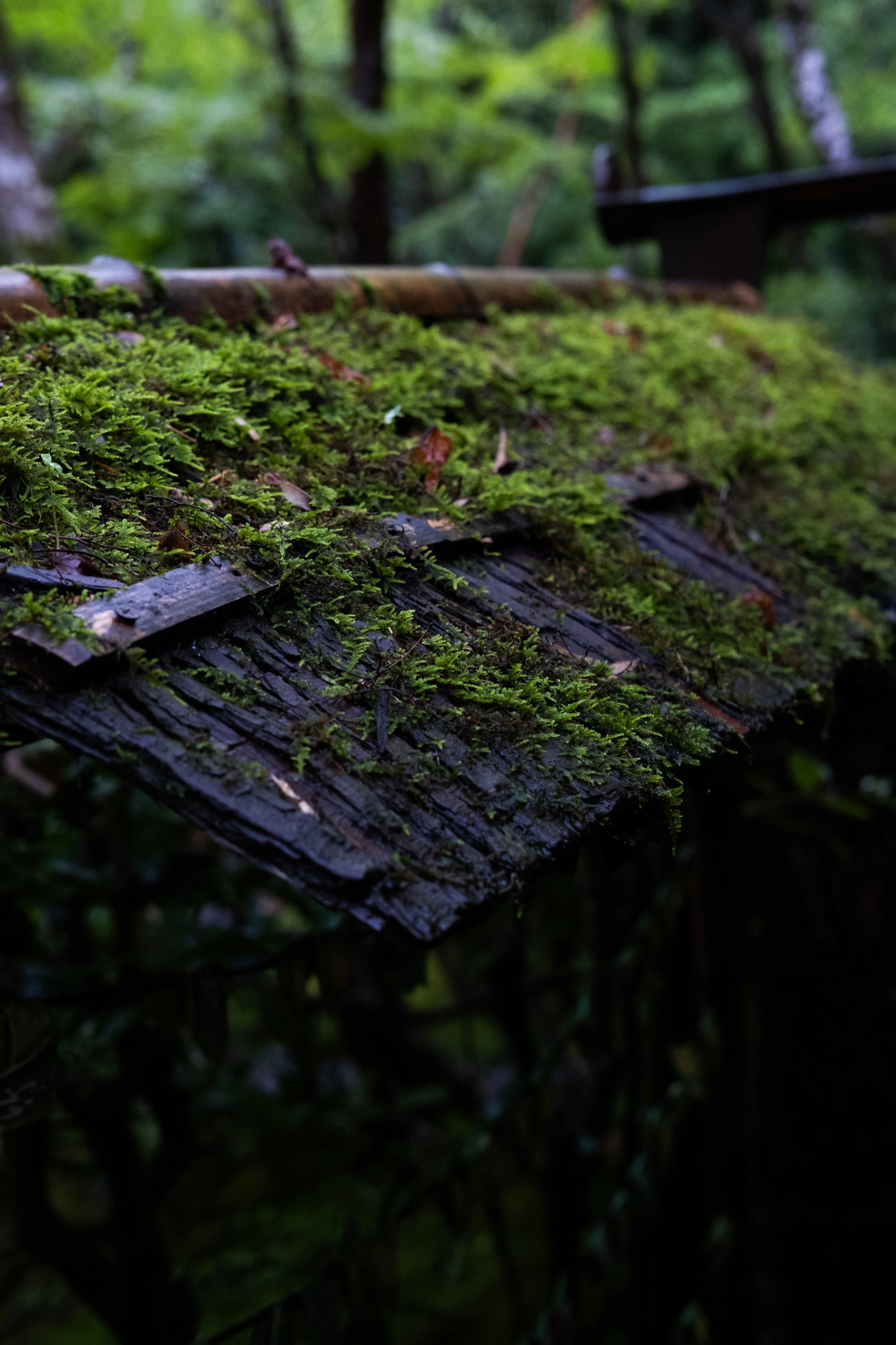 DSCF3812.jpg